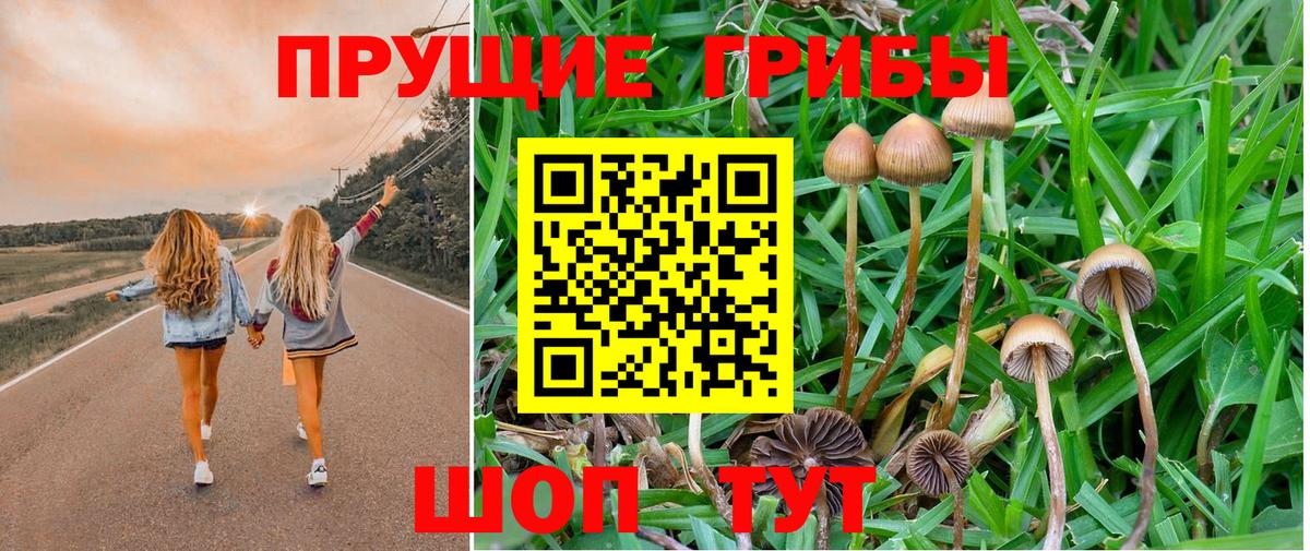 Отрадный  Псилоцибиновые грибы Cubensis  Вход с VPN 